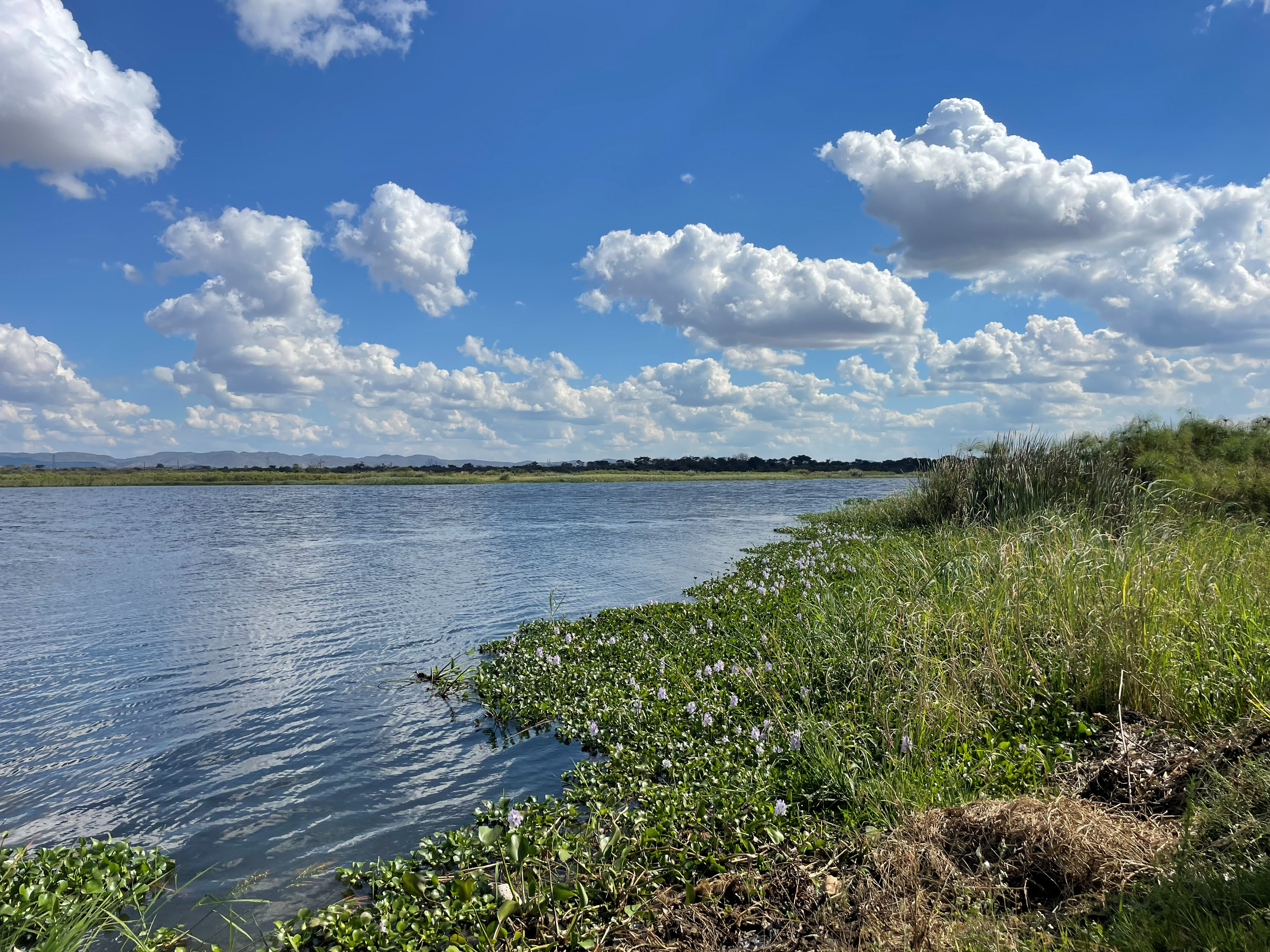 The riverbank in bloom