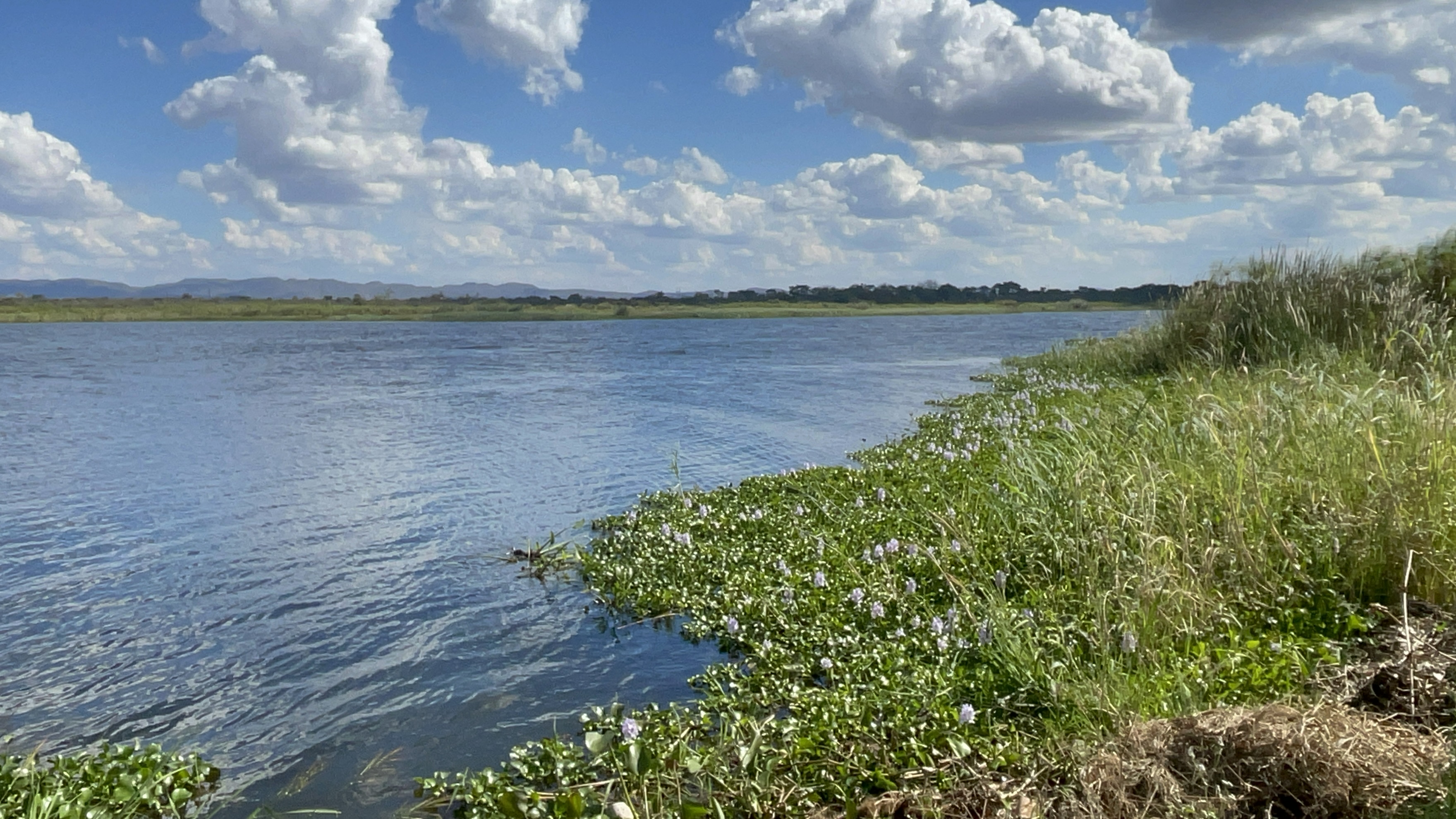 Wildflowers along the riverbank