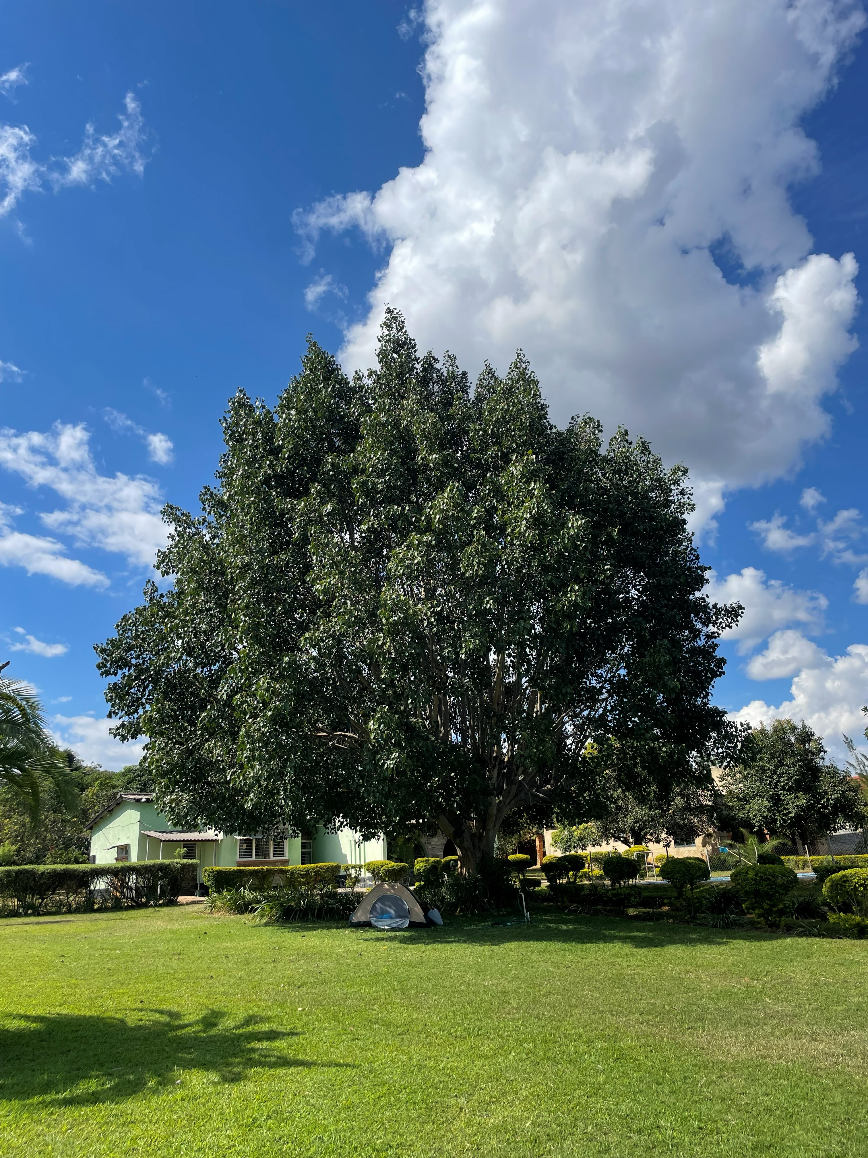 Big trees and open grounds