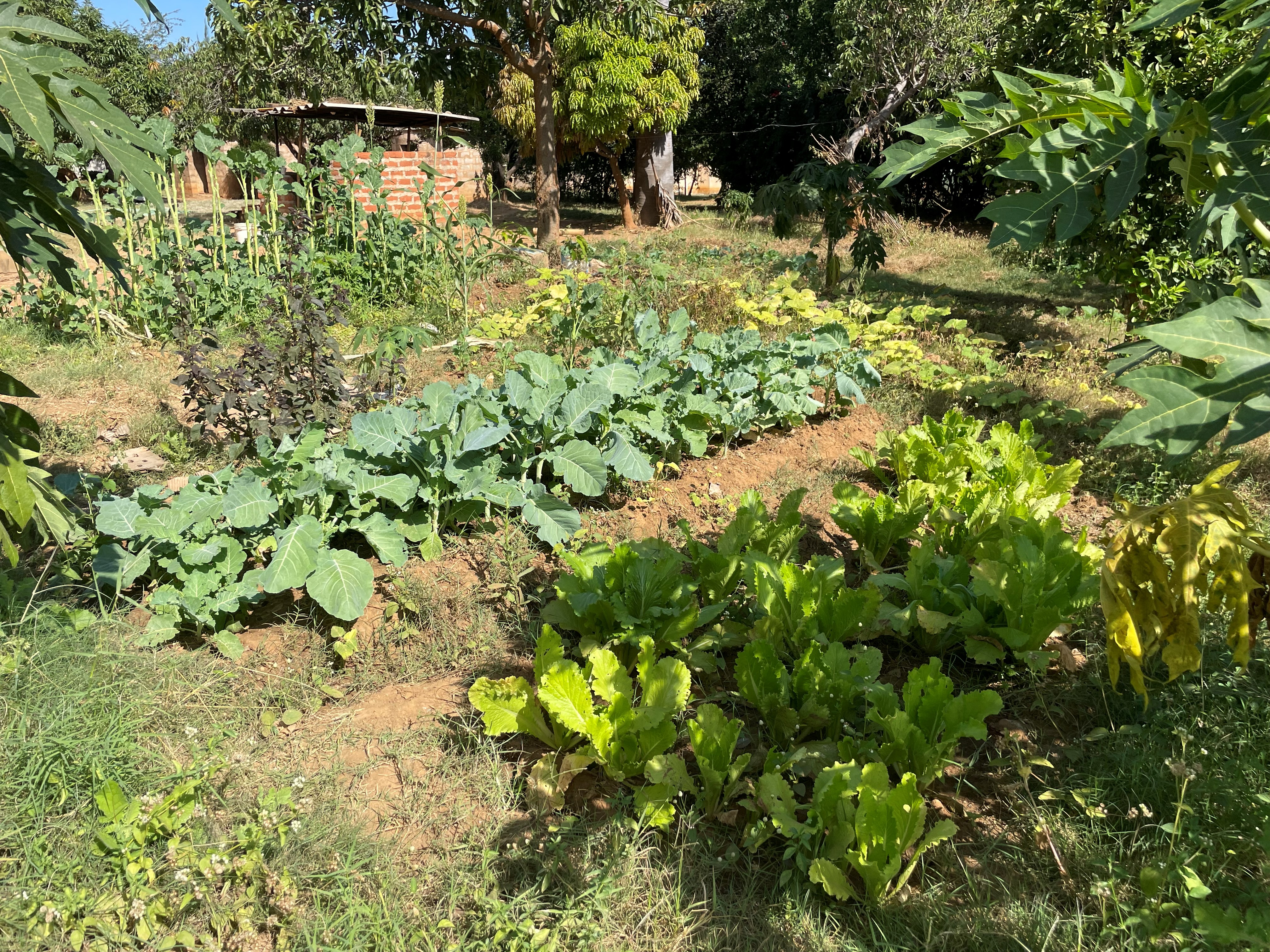 The farm's vegetable garden